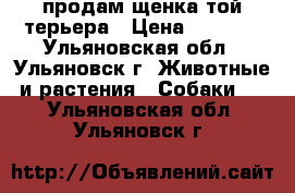 продам щенка той-терьера › Цена ­ 6 000 - Ульяновская обл., Ульяновск г. Животные и растения » Собаки   . Ульяновская обл.,Ульяновск г.